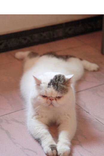 武志红家的猫-给阿白找的老公小白