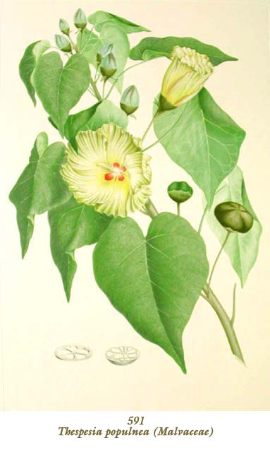 植物圖譜|Thespesia populnea (Malvaceae)（アオイ科）