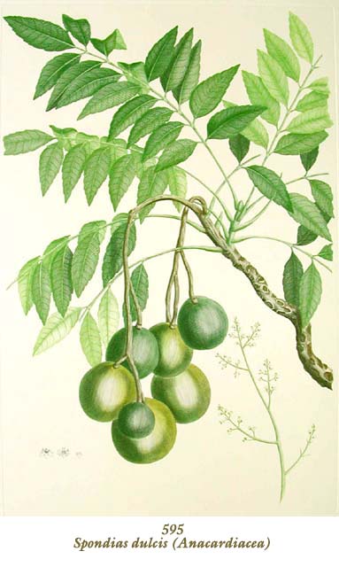 植物圖譜|Spondias dulcis (Anacardiacea) （ウルシ科）