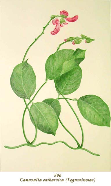 植物圖譜|Canavalia cathartica (Leguminosae) （マメ科）