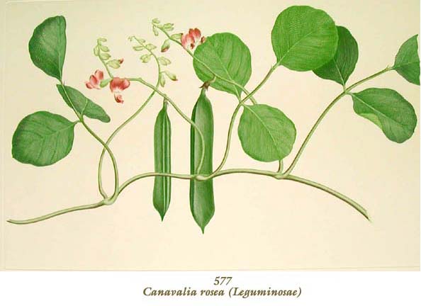 植物圖譜| Canavalia rosea (Leguminosae) （マメ科）