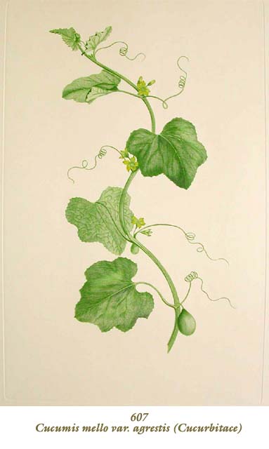 植物圖譜| Cucumis mello var. agrestis (Cucurbitace) （ウリ科）