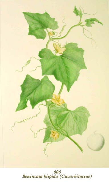 植物圖譜| Benincasa hispida (Cucurbitaceae) （ウリ科）