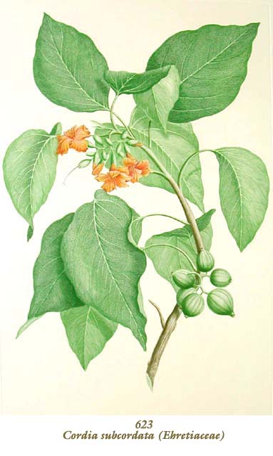 植物圖譜| Cordia subcordata (Ehretiaceae) （チシャノキ科）