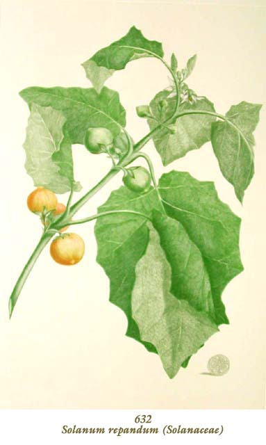 植物圖譜| Solanum repandum (Solanaceae) （ナス科）