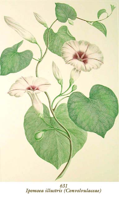 植物圖譜| Ipomoea illustris (Convolvulaceae) （ヒルガオ科）