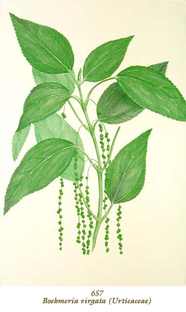 植物圖譜|Boehmeria virgata (Urticaceae) （イラクサ科）