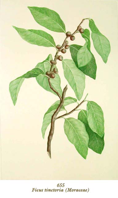 植物圖譜|Ficus tinctoria (Moraceae) （クワ科）