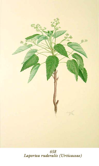 植物圖譜|Laportea ruderalis (Urticaceae) （イラクサ科）