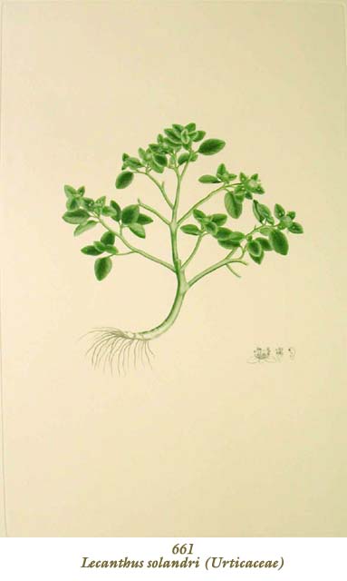 植物圖譜|Lecanthus solandri (Urticaceae) （イラクサ科）