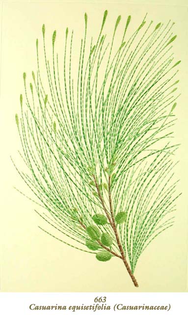 植物圖譜|Casuarina equisetifolia (Casuarinaceae) （モクマオウ科）