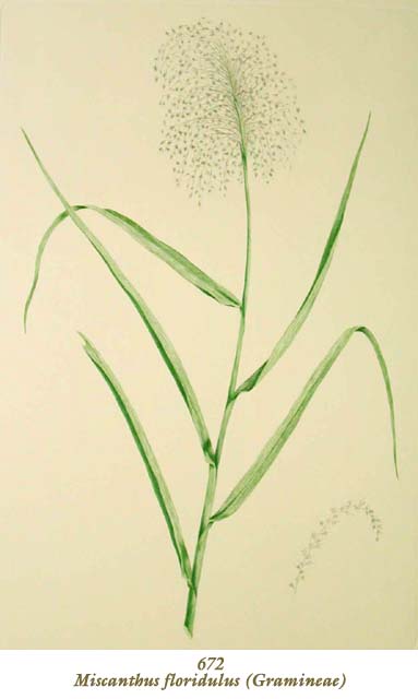 植物圖譜| Miscanthus floridulus (Gramineae) （イネ科）