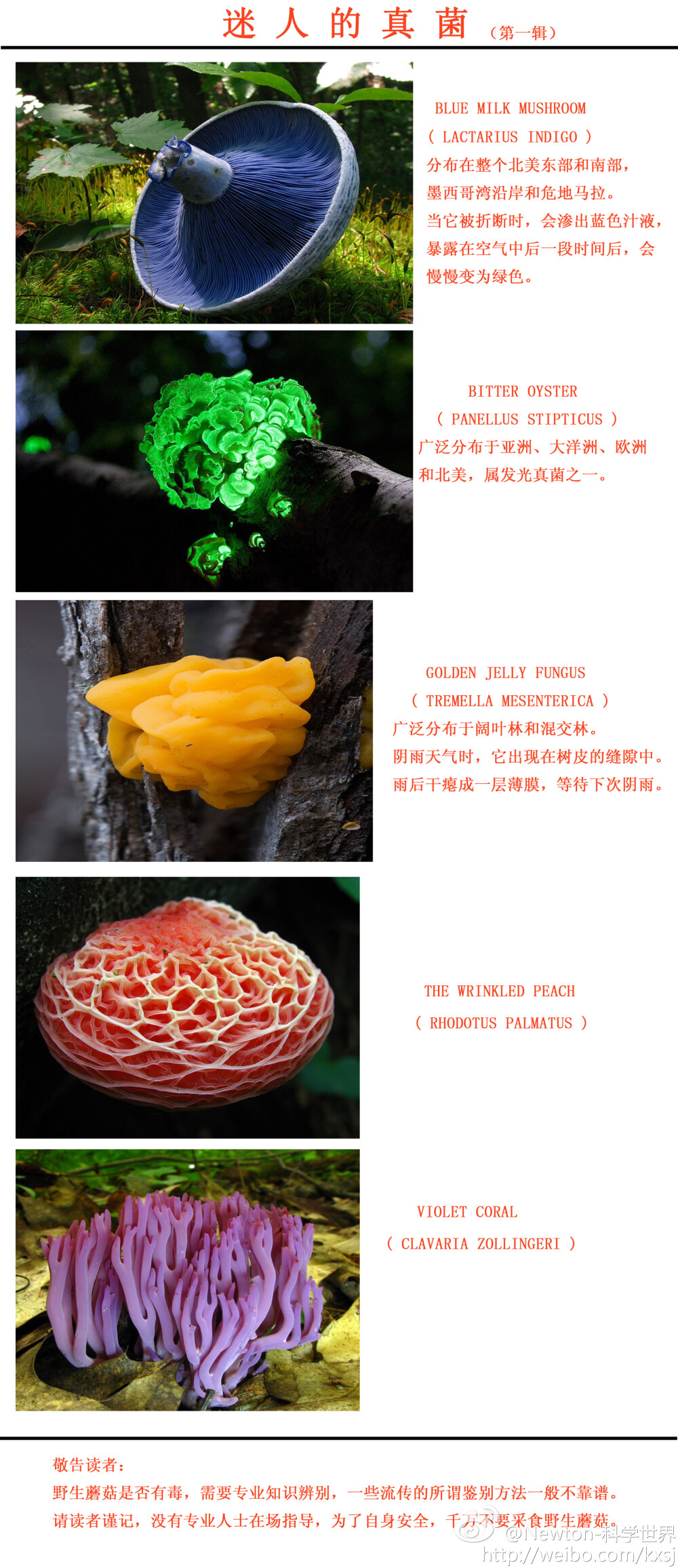 【迷人的真菌】真菌是真核生物中的一大类群，包含酵母、霉菌之类的微生物，及最为人熟知的菇类。真菌自成一门，和植物、动物和细菌相区别。真菌在有机物质的分解中扮演着极重要的角色，有的真菌还被当做直接的食物来源（如菇类）。1940年代后，真菌亦被用来制造抗生素。一起来欣赏几张漂亮的真菌照片吧