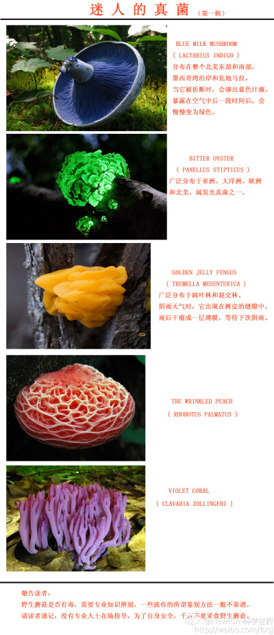 【迷人的真菌】真菌是真核生物中的一大类群，包含酵母、霉菌之类的微生物，及最为人熟知的菇类。真菌自成一门，和植物、动物和细菌相区别。真菌在有机物质的分解中扮演着极重要的角色，有的真菌还被当做直接的食物来…