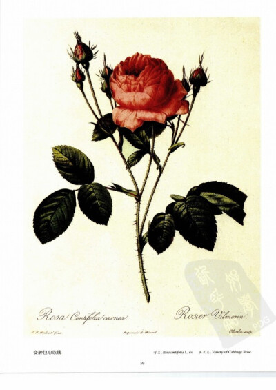 变种包心玫瑰 Variety of Cabbage Rose 变种包心玫瑰属园林玫瑰，为普罗旺斯玫瑰的变种。普罗旺斯玫瑰为带刺灌木，可长到2米高，通常开白色到深红色、香气宜人的花，是自16-18世纪逐渐培育出来的一种复杂的杂种，它…