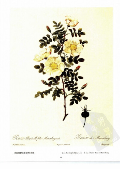 玛丽博格的伯内特蔷薇 Burnet Rose of Marienburg 伯内特蔷薇属灌木属植物。株高约为60-90厘米，枝叶浓密，花期是每年5-7月，花朵为奶白色，少有粉红色，花瓣5枚，花香异常。伯内特蔷薇人工栽培已有多年时间，且育有…