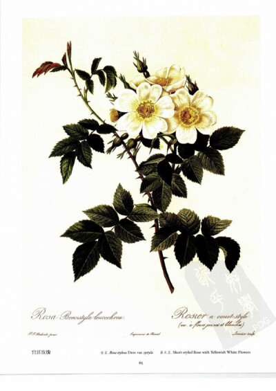 宫廷玫瑰 Short-styled Rose with Yellowish White Flowers 本图所绘的玫瑰品种较为稀少，株高1.5-2.4米，枝茎光滑，上面长有短粗的弯刺；羽状复叶，有附属叶，小叶5-7枚，互生，为灰褐色，阔卵形叶，有叶尖，叶缘为…