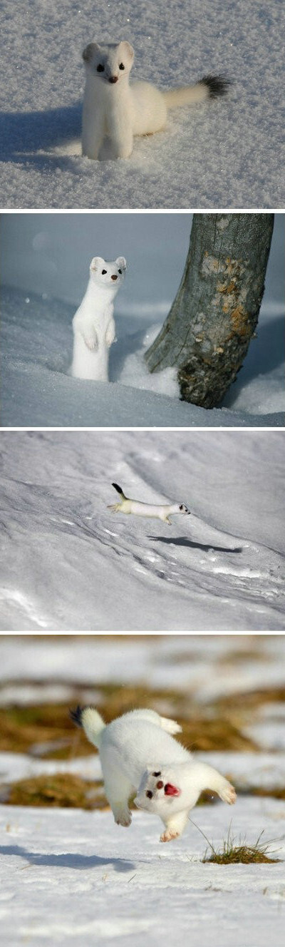 没有猫咪的高傲，没有哈士奇的二，雪貂是一种优雅、时刻注意形象、有姿态的动物……额，最后一张……好吧我什么都没说。「转」