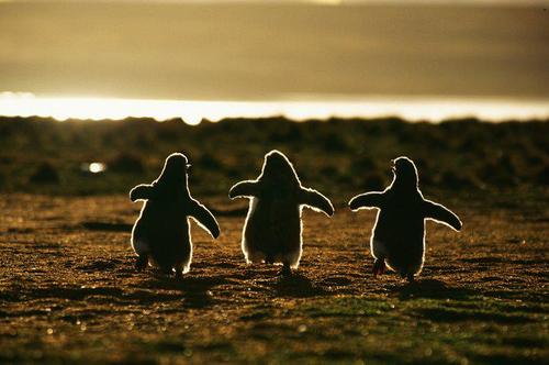 a little cheer up pic for everyone this am  Baby Gentoo Penguins running to their parents by  Andreas Butz