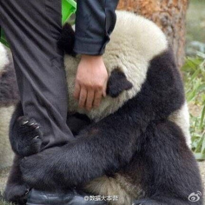 感动又被萌翻了，地震发生时，一只害怕的熊猫死死地抱住警察叔叔的腿。