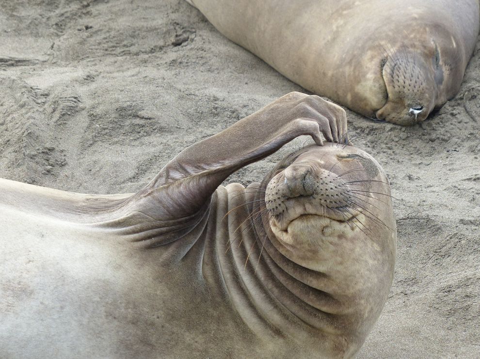 Picture of a pair of elephant seals