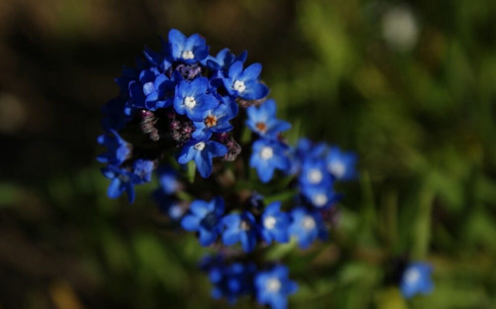 Anchusa capensis。好望角牛舌草。