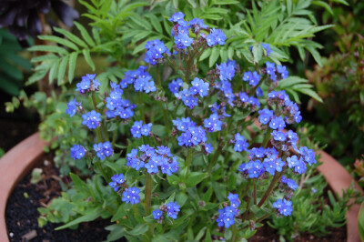 Anchusa capensis。好望角牛舌草。