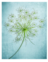 野胡萝卜花 (Queen Anne&#39;s lace) 是一种很多小花组合成的伞形花科植物，是一种在北美常见的夏季野花。它的英文名字来自于它的形状很像蕾丝。虽然它只是路旁小野花，很多饰品设计师还是很欣赏它，并且把这浪漫的…