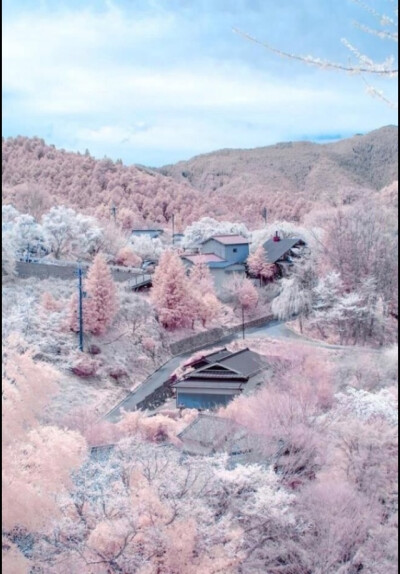 Nagasaki-cherry bloom - 长崎•樱