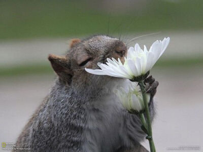 爱花的松鼠