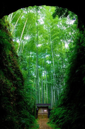 日本， 尾鷲，清幽的竹林。好想去隐居