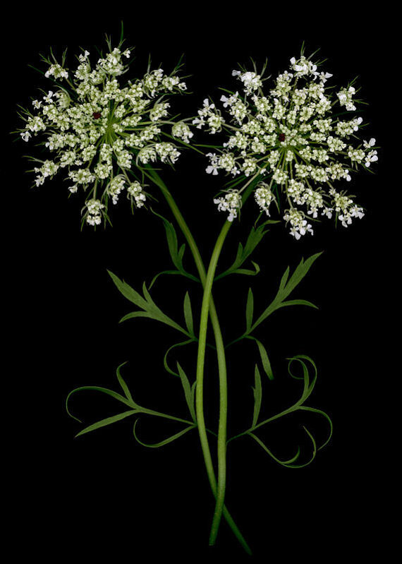 野胡萝卜花 (Queen Anne&#39;s lace) 是一种很多小花组合成的伞形花科植物，是一种在北美常见的夏季野花。它的英文名字来自于它的形状很像蕾丝。虽然它只是路旁小野花，很多饰品设计师还是很欣赏它，并且把这浪漫的形状加入到设计里。