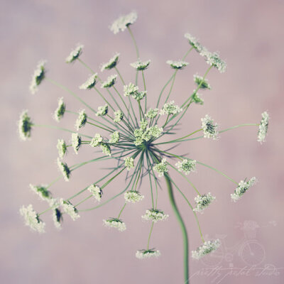 野胡萝卜花 (Queen Anne&#39;s lace) 是一种很多小花组合成的伞形花科植物，是一种在北美常见的夏季野花。它的英文名字来自于它的形状很像蕾丝。虽然它只是路旁小野花，很多饰品设计师还是很欣赏它，并且把这浪漫的…