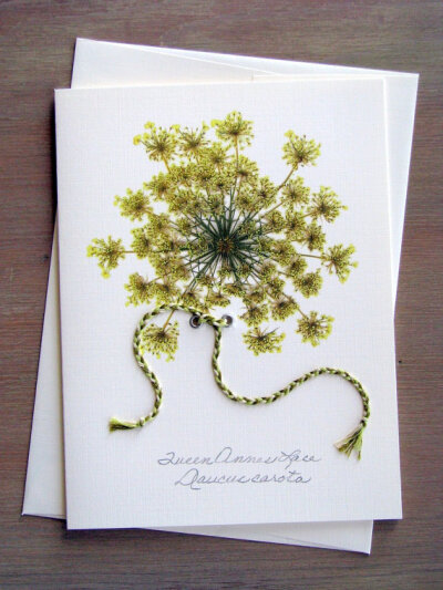 野胡萝卜花 (Queen Anne&#39;s lace) 是一种很多小花组合成的伞形花科植物，是一种在北美常见的夏季野花。它的英文名字来自于它的形状很像蕾丝。虽然它只是路旁小野花，很多饰品设计师还是很欣赏它，并且把这浪漫的…
