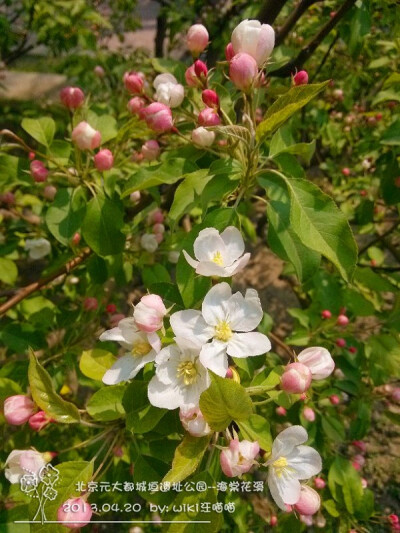 海棠花