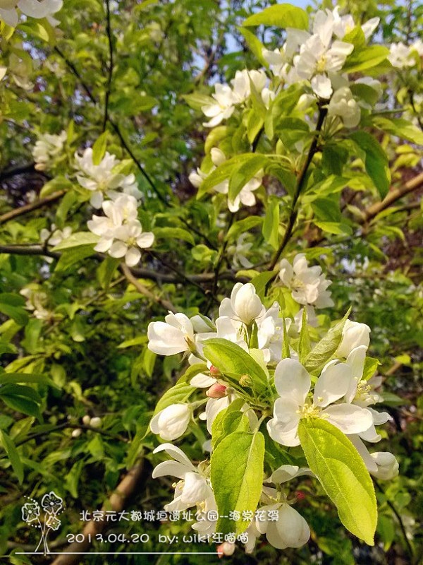 海棠花