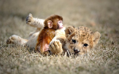 Baby monkey + Baby lion = Happy Monday!