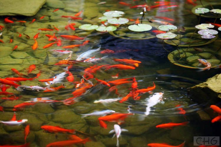 8418.鱼池是个哑铃形状，两头是鱼的活动区一边大约是8*6米的的椭圆形，最深处1.5米，另一边是6*4米的椭圆形，两个池子用 一条一米宽的小溪连在一起，过滤池在小池后面，用一个低扬程大流量的水泵做循环，耗电很少，从小池吸进污水，过滤后经过长长的管道送到大池，需要整天开着，池水每天要循环好多遍，再配合除藻剂，池水可保持常年清澈见底。净水池可埋入地下，有三到四次过滤就可以了，滤料一般是毛条，珊瑚石，活性炭等花费不会很多，这些材料花市都有，20平方米的水池大约要配2平方米的过滤池，控制好了也就在一千多元。