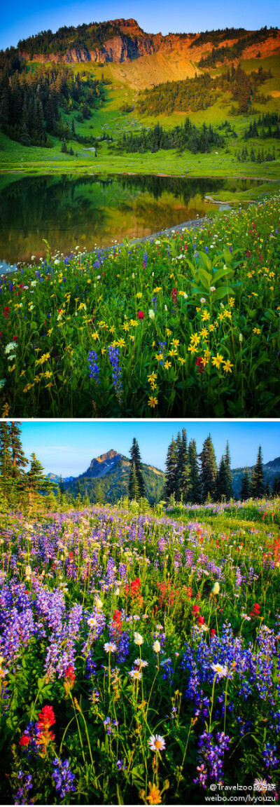 【雷尼尔山国家公园 】Mount Rainier National Park，盛夏的天堂谷，不仅可以看到漫山遍野的野花，还可以在天际线沿途欣赏壮丽的雷尼尔雪山和Nisqually冰川。