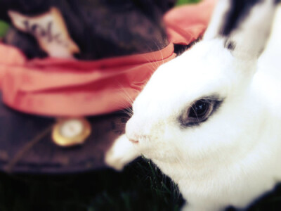 White Bunny Poses with the Mad Hatter’s Hat