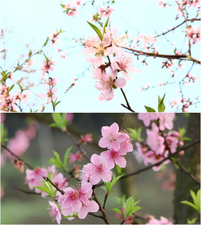 桃花，即桃树盛开的花朵，属蔷薇科植物。叶椭圆状披针形，核果近球形，主要分果桃和花桃两大类。桃花原产于中国中部、北部，现已在世界温带国家及地区广泛种植，其繁殖以嫁接为主。桃花可制成桃花丸、桃花茶等食品。…