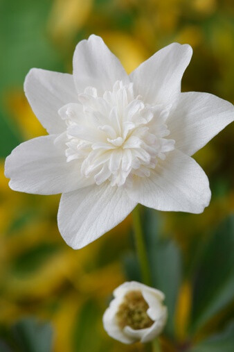 银莲花"修女" Anemone nemorosa 'Vestal'