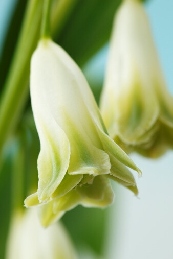 重瓣玉竹 Polygonatum odoratum 'Flore pleno'