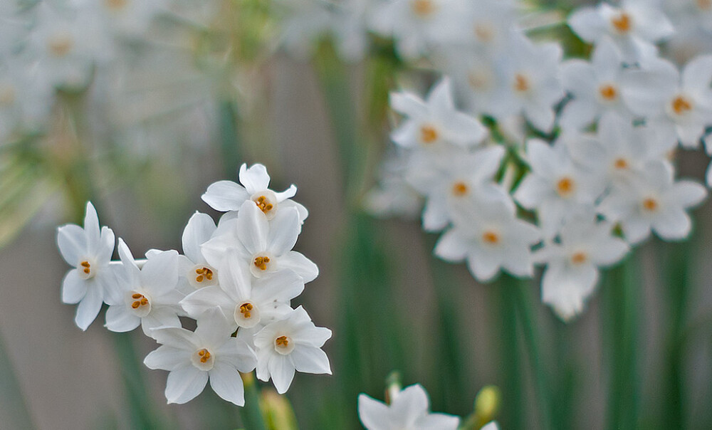 Narcissus papyraceus。白水仙。