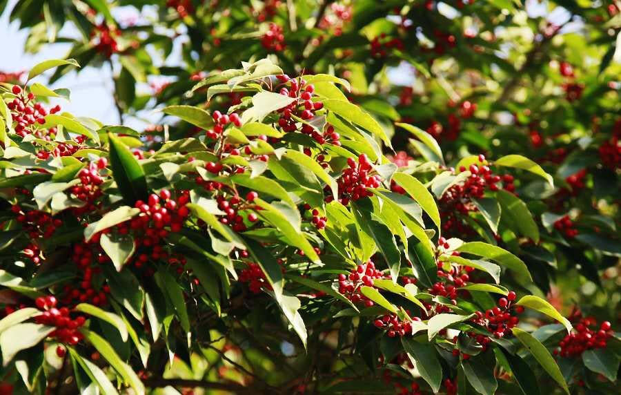 _MG_0327.jpg这几天天气奇冷，池塘里结了厚厚的一层冰，每天都要 把池边的冰砸开，要不然厚的冰层会把池边涨破，天气 冷了，鸟儿们找不到吃的，数百只各种鸟都看中了三棵 树上的红果，不到二十天树上几百斤果子都让它们吃光 光，现在红树又变绿树了，那些天园子像是开百鸟会， 你方唱罢我又登场，夏天都没有这么热闹过，它们从上 到下，从外到内，连吃带运，穿梭往返，还争夺打架， 打的枝条，果子纷纷直掉，好热闹啊，只可怜我的红果 树了，现在一颗果子都没了，鸟儿们也都走了。 一个月以前的红果树