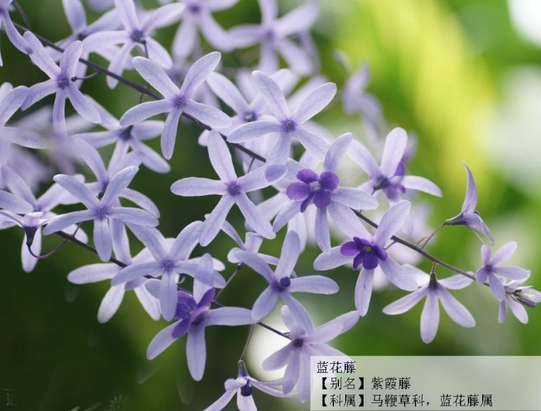 蓝花藤(马鞭草科紫霞藤属)