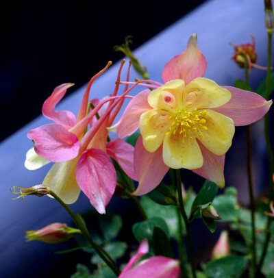 毛茛科(Ranuncuaceae)耧斗菜属(Aquilegia)植物。多年生草本，原产於欧洲和北美。