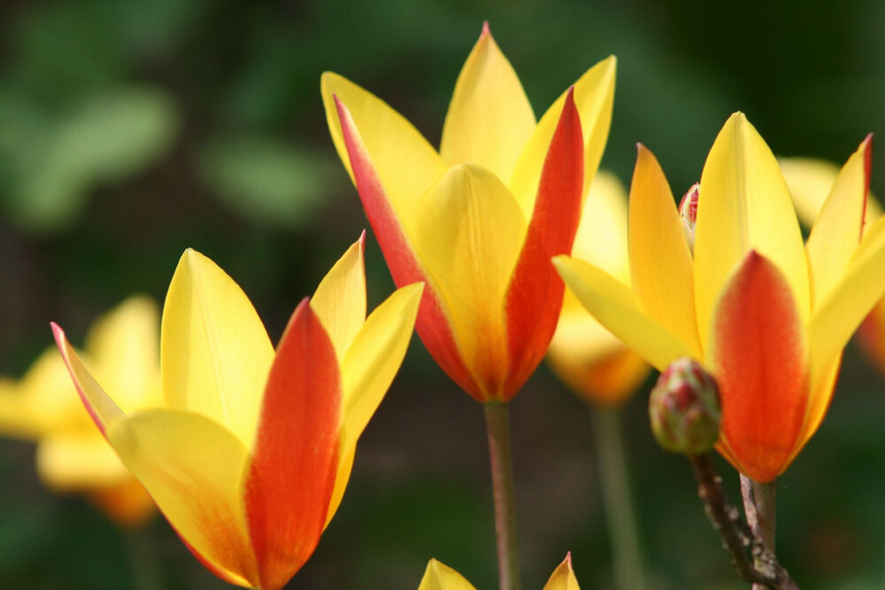 Tulipa clusiana。克鲁西郁金香。