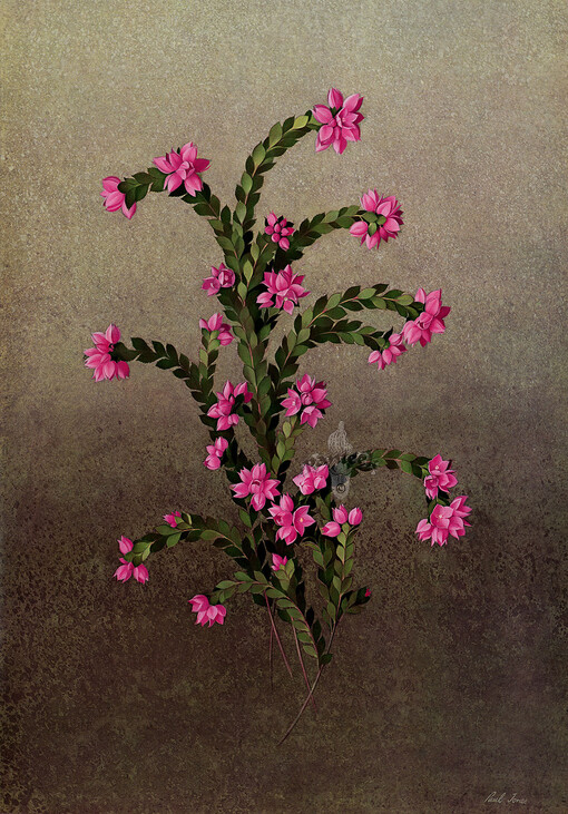 香波龙 Boronia serrulata