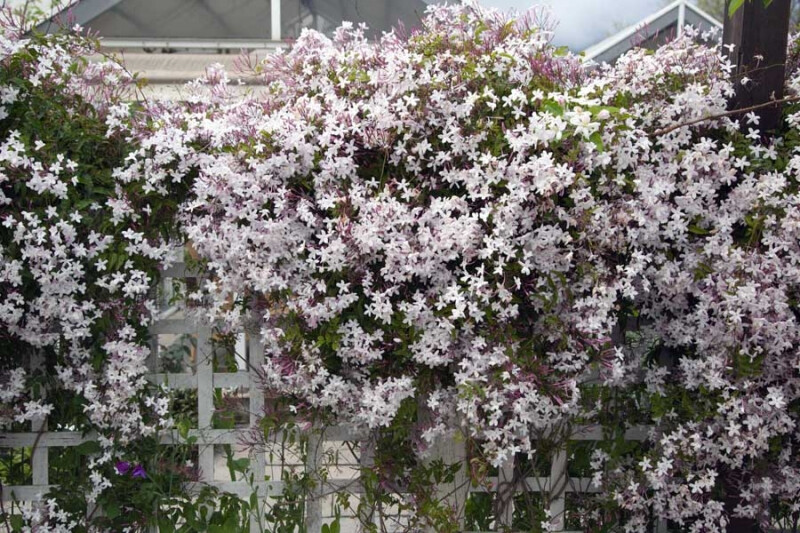 _MG_1702.jpg南非的素馨也下地了，2011年去看世界花园的时候素馨开的太漂亮了，满树白色的小碎花， 说不出的雅致。